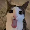 t1mm1e