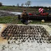 yorkshireratcatcher
