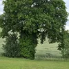 imatree73