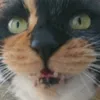 nyannkotanu