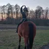 horse._.xd