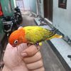 lapdapurorange