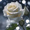 kingandqueen658