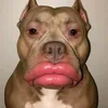 xecor2
