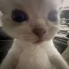 crazy_womp