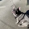 vivi_frenchie