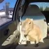 car_capybara1776