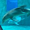 winterthedolphin5