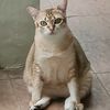 rosyatiismail