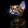 outterspacecat