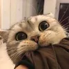 humayrasaumika