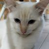 peyekpenyek
