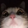 tristanackh