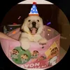 tran_hgtn