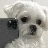 juninho_fifi