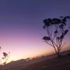 alani.newchurch