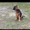 ami_psiara_55