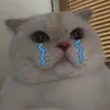 Reriew những Thứ Vô Tri🥱