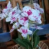 margie.san.juan