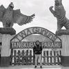 tomosmarulipasaribu