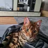 luzifer_der_bengal