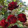 user104838861577