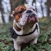 ginothebulldog