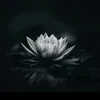 vnh.thng5