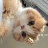 trilia_real