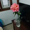 amilcalitas