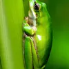 grenouille860