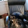 doglife795