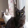 rioandjerry