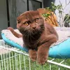 yayiksr