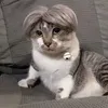 Mèo KOL