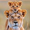mofasa701
