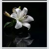 lilija.1717