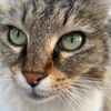 toot_the_cat