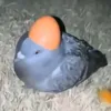 bubuss0