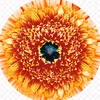bolsacka