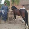 aliiqaisiiibadiii5