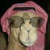 mahmoudoraby63