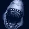 shark_bruce