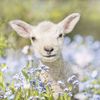 lambsofchrist