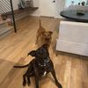 bpawsitive511