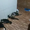 cantinhoanimalia
