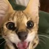 reaaalretr0