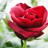 anh.nguyn.phng874