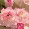 camthuong_3