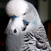 teddybond00budgie